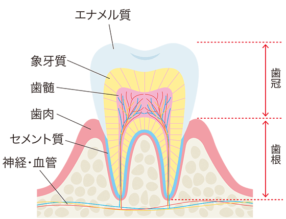 歯の構造